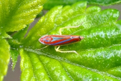 Graphocephala versuta