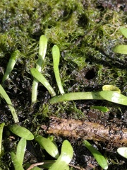 Lilaeopsis carolinensis