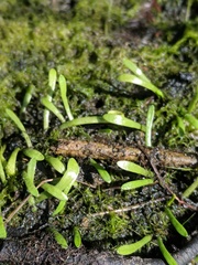 Lilaeopsis carolinensis