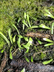 Lilaeopsis carolinensis