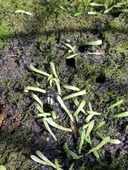 Lilaeopsis carolinensis