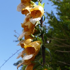 Digitalis laevigata