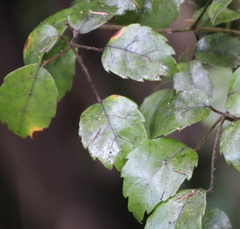 Rubus australis