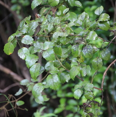 Rubus australis