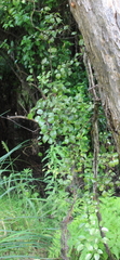 Rubus australis