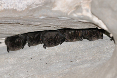 Barbastella barbastellus