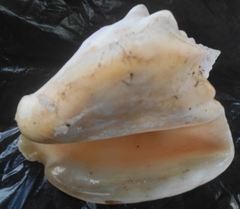 Macrostrombus costatus