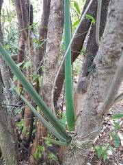 Trichocentrum cebolleta