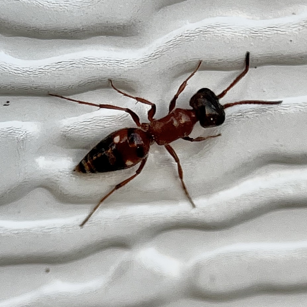 Myrmosula parvula