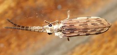 Tenomerga leucophaea