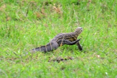 Varanus niloticus