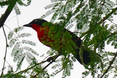 Laniarius erythrogaster