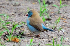 Uraeginthus cyanocephalus