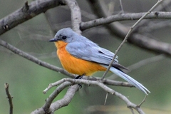 Melaenornis semipartitus