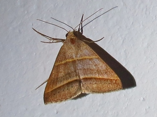 Cutworm moth