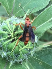 Tachypompilus ferrugineus