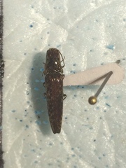 Psiloniscus sticticus