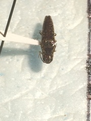 Psiloniscus sticticus