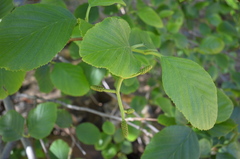 Alnus incana tenuifolia
