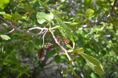 Alnus incana tenuifolia