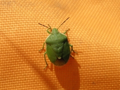 Chlorochroa persimilis