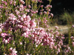 Erica verecunda