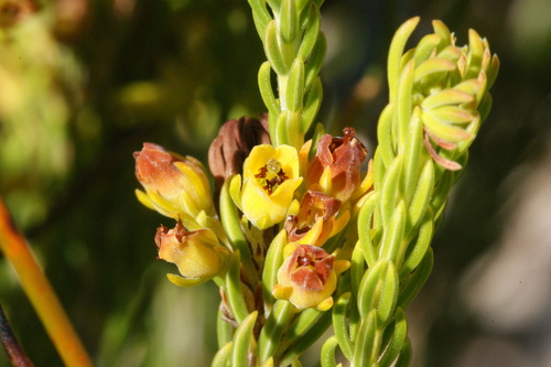 Image of Erica parilis by (c) Michael D. Pirie, some rights reserved (CC BY)