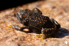 Rhinella spinulosa