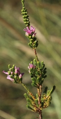 Erica verticillata