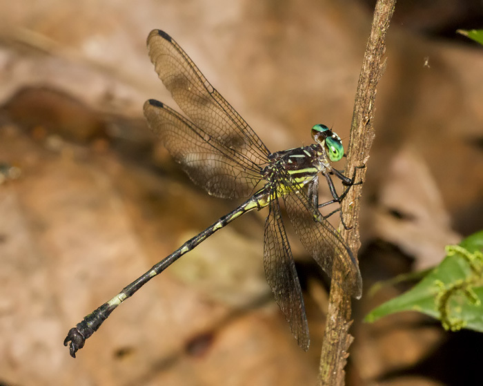Epigomphus occipitalis