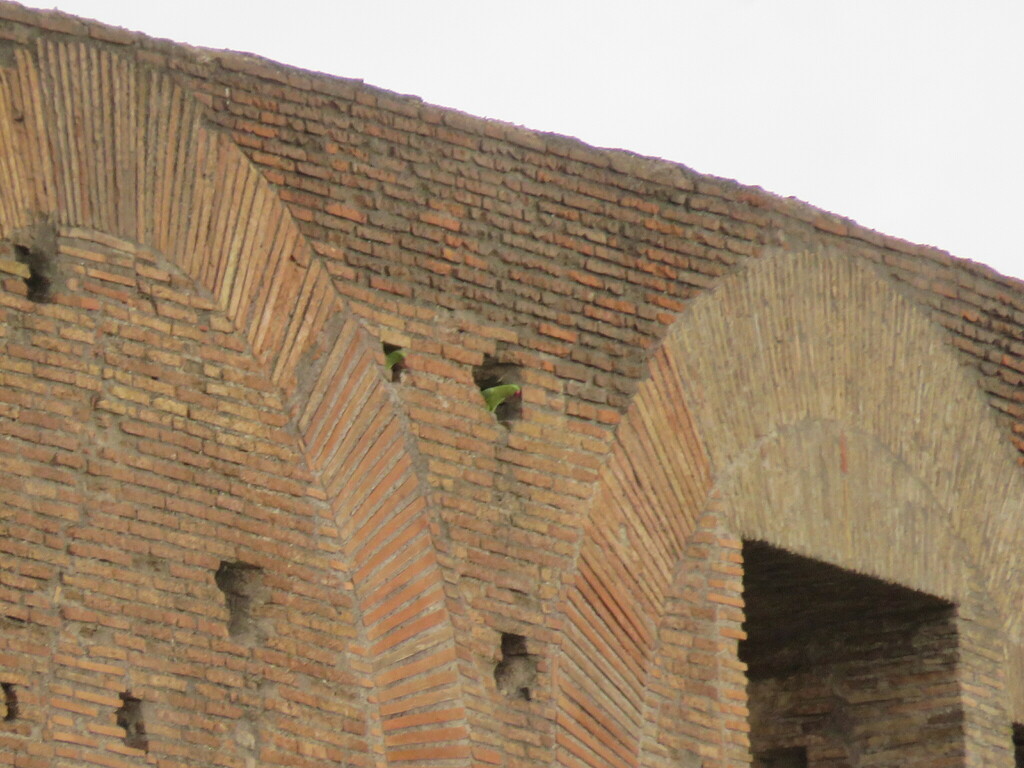 Roman Parakeets Rose-ringed Parakeet from Celio, Rome, Metropolitan City of Rome ...