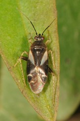 Plagiognathus