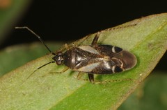 Plagiognathus