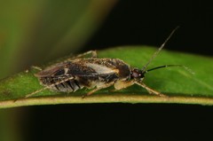 Plagiognathus