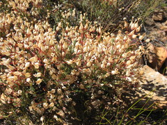 Erica junonia minor