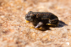 Rhinella spinulosa