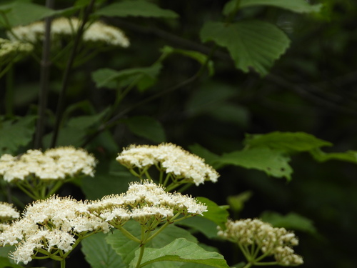 Image of Viburnum alabamense by (c) Jared Shorma, some rights reserved (CC BY)