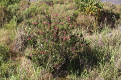 Erica verticillata