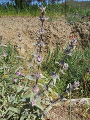Stachys cretica