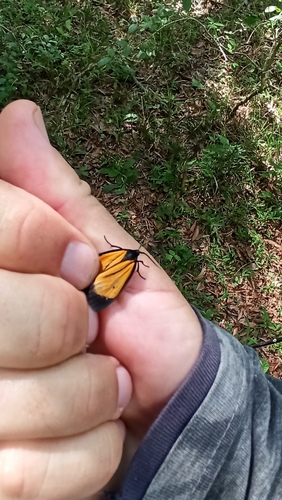 Paratype univitta