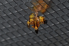 Mischocyttarus cerberus