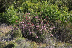 Erica verticillata