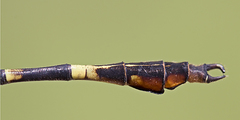 Phyllocycla hespera