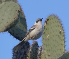 Mimus parvulus barringtoni