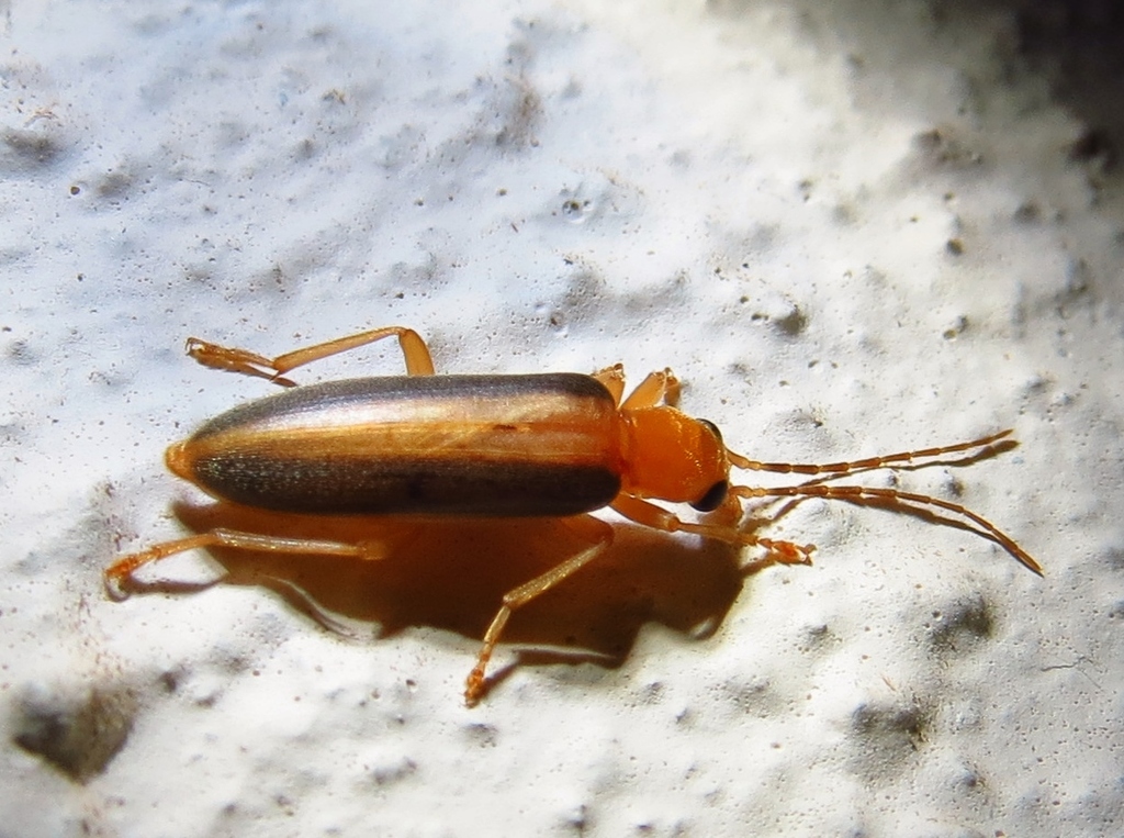 False blister beetle
