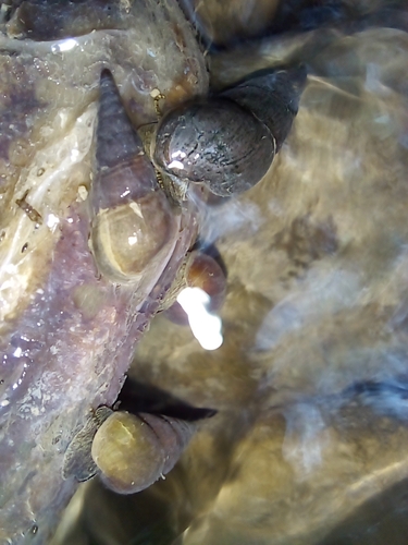 Pachychilus suturalis