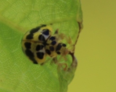 Psyllobora variegata