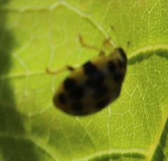 Psyllobora variegata