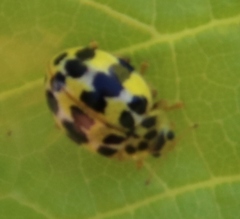 Psyllobora variegata