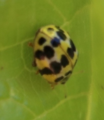 Psyllobora variegata